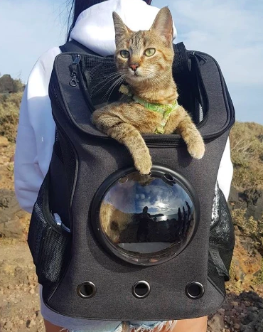 Pawssport Essentials